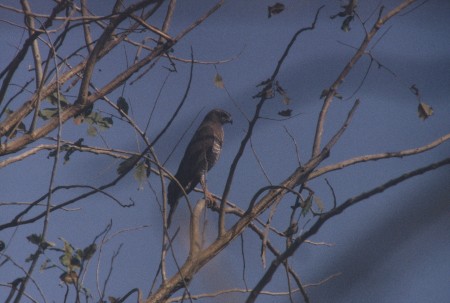Gabar Goshawk Tendaba Gambia
